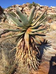 Aloe comosa