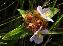 Antherotoma debilis image