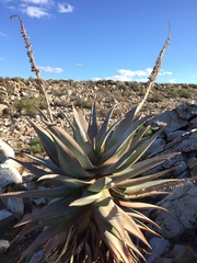 Aloe comosa