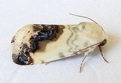 Acontia behrii