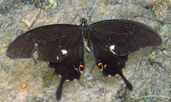 Papilio noblei