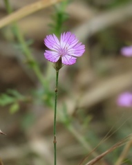 Dianthus strictus troodi