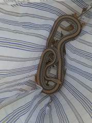 Salvadora deserticola