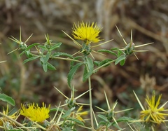 Centaurea hyalolepis