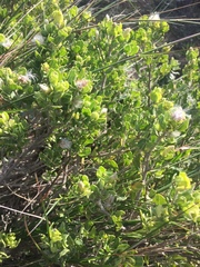 Baccharis vernalis