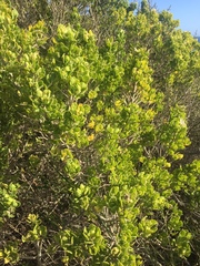 Baccharis vernalis
