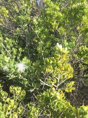Baccharis vernalis
