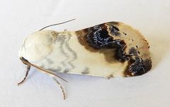 Acontia behrii