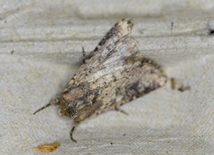 Mythimna languida