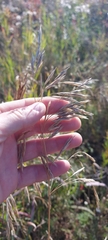 Bromus inermis