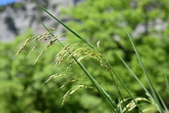 Piptatherum holciforme