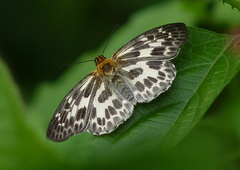 Abraximorpha davidii
