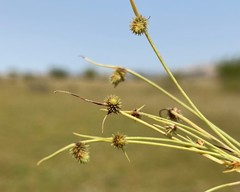 Cyperus aristulatus