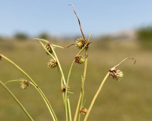 Cyperus aristulatus