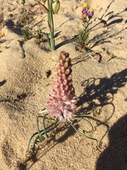 Lachenalia multifolia