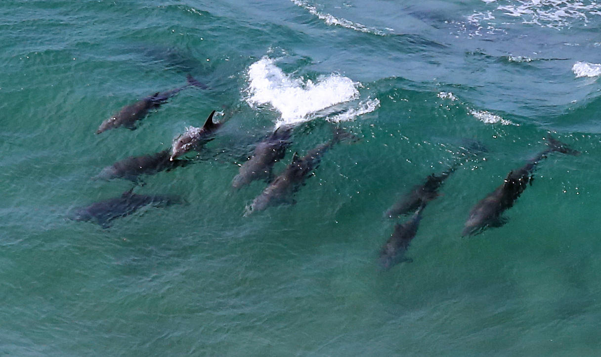 Tursiops aduncus<br>29 June, 2015