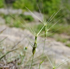 Aegilops biuncialis
