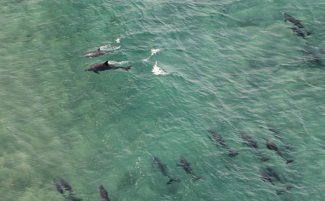 Tursiops aduncus<br>29 June, 2015