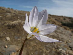 Moraea deserticola