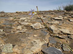 Moraea deserticola