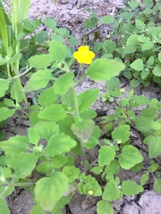 Hemimeris centrodes