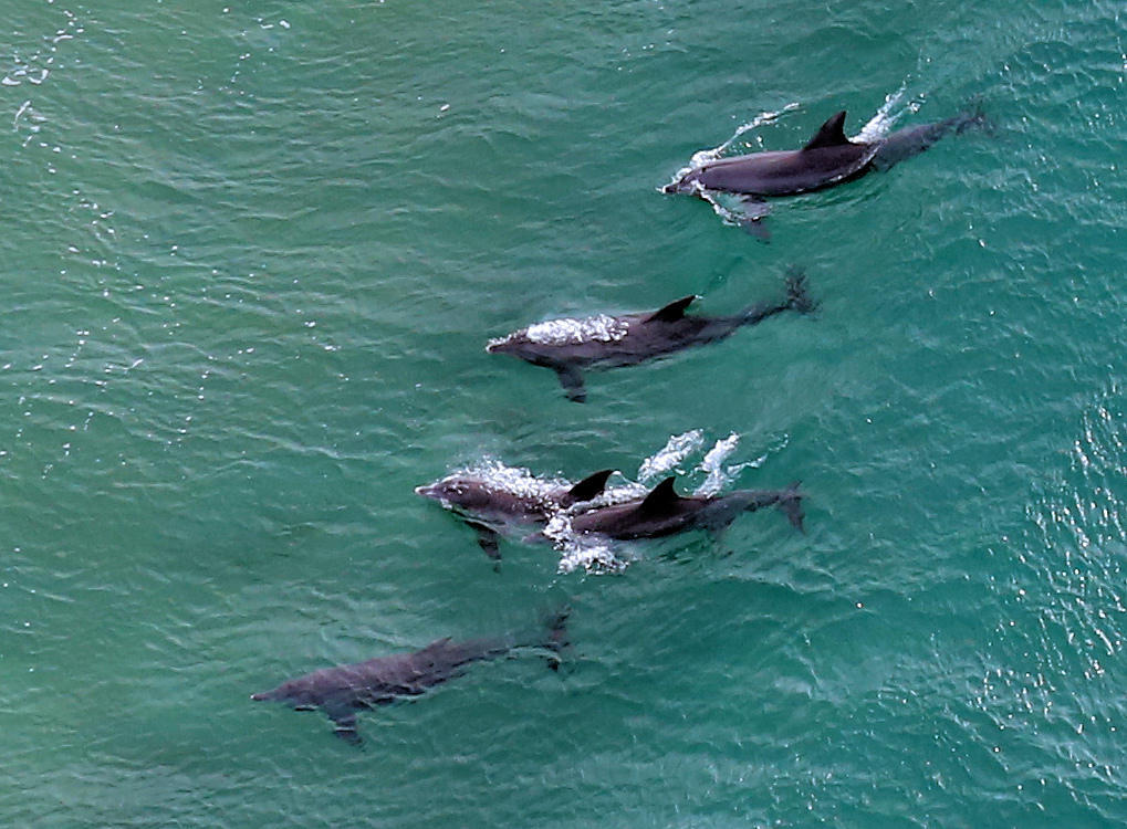 Tursiops aduncus<br>01 July, 2015