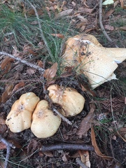 Agaricus nanaugustus