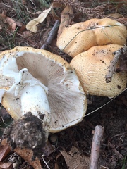 Agaricus nanaugustus