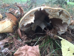 Agaricus nanaugustus