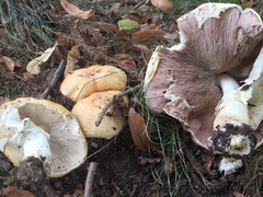 Agaricus nanaugustus