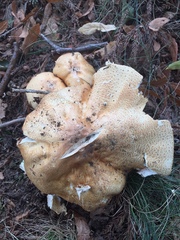 Agaricus nanaugustus