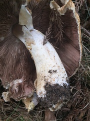 Agaricus nanaugustus