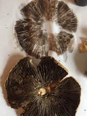 Agaricus nanaugustus