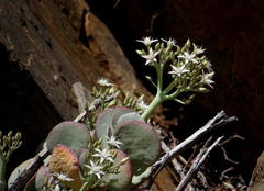 Crassula arborescens arborescens