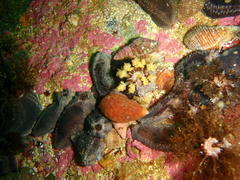 Pentacta doliolum