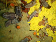 Pentacta doliolum