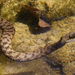 Tessellated Water Snake - Photo (c) Sarah Gregg, some rights reserved (CC BY-NC-SA)