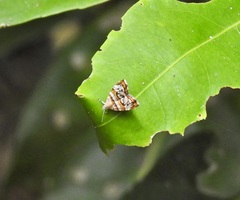 Choreutis periploca