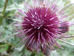 Cirsium douglasii