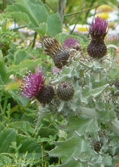 Cirsium douglasii