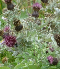 Cirsium douglasii