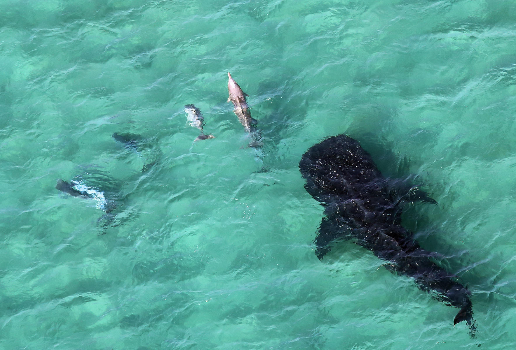 Tursiops aduncus<br>01 July, 2015