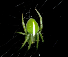 Araneus psittacinus