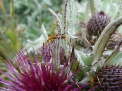 Cirsium douglasii