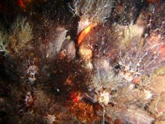 Pentacta doliolum
