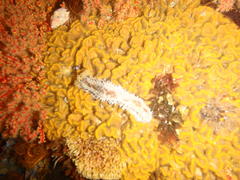 Pentacta doliolum
