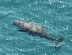 Dugong dugon