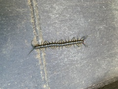 Scolopendra japonica