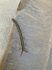 Scolopendra japonica