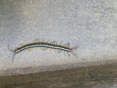 Scolopendra japonica